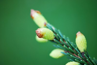 Picea orientalis 'Early Gold' - smrk východní - nové jehlice